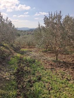 Elit Emlak'tan Satılık Bergama Hamzalıda Zeytinlik