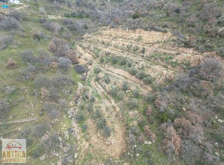 Antika Gayrimenkulden Cevizalan Mah. 2058 M² Satılık Zeytinlik