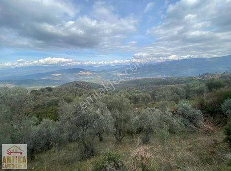 Antika Gayrimenkulden Beydağ Mahallesinde Satılık Zeytinlik