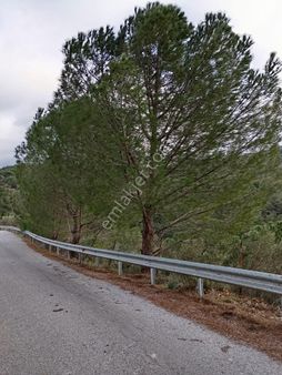 Elit Emlak'tan Satılık Bergama Yerlitahtacıda Yoldibi Çamlı Tarla