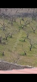 Bayındır Osmanlar Köyünde Satılık Kiraz Bahçesi