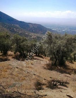 İzmir Bayındır Hacıibrahim'de Ova Manzaralı Zeytinlik