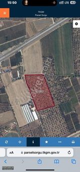 Bayındır Çiftçigediği Satılık Zeytinlik