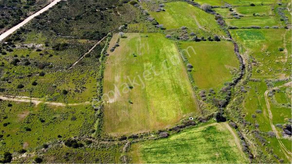 Zeytin Eli Alaşarda 10880 Mt Kare