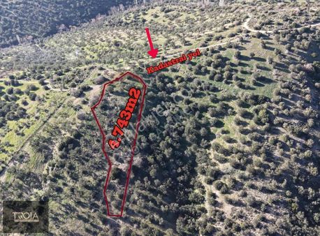 Ezine Kemallıda Kadastro Yola Cephe 4.745 M² Fırsat Zeytinlik!