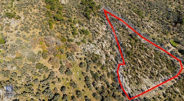 Milas Çomakdağ Kızılağaç 5875m2 Yolu Açık Fırsat Fiyat Zeytinlik