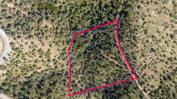 Milas Hacıahmetler Bakımlı 5226 M2 Zeytinlik