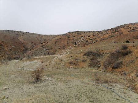 Pekinikte Asvalt Kenarı Bahçelik