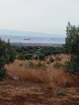 Şarköyde Işık Emlaktan Eriklice Mah De 8150 M2 Zeytinlik