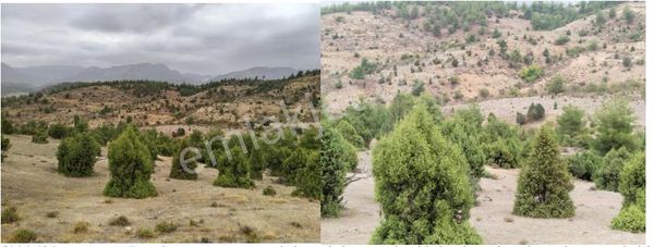 İnhisar Samrı Köyünde Satılık Takasa Açık 3 Dönüm Bahçe