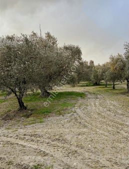 Geb Gayrimenkul'den Tek Tapu Zeytinlik