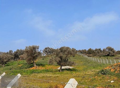 Ambarcı'dan Yelkide Yola Cepheli Satılık Tarla