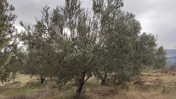 Hacinuhlu Mahallesinde 14dönüm Kozlar Yoluna Sıfır 14dönüm Satılık