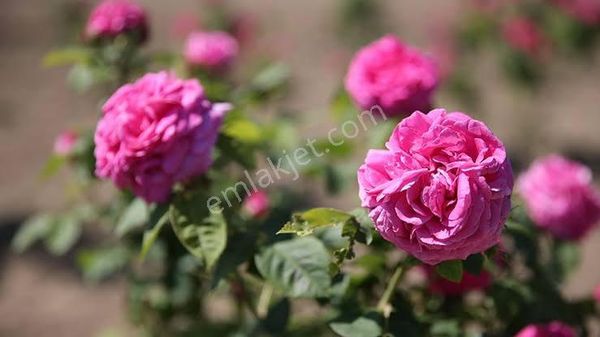 Keçiborlu Senir De Burdur Gölü Manzaralı Gül Bahçesi