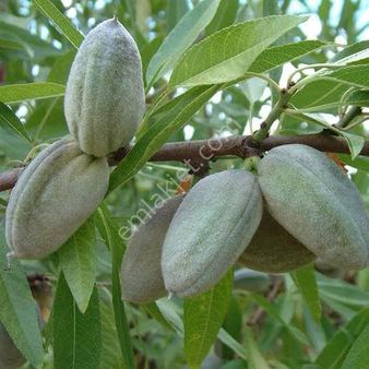 Keçiborlu Senir De Badem Ve Üzüm Bulunan Satılık Tarla ❗️❗️