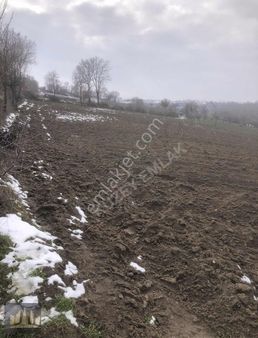 Kuzey Emlaktan Sarılık Tarla