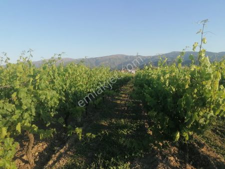 Satılık Bağ Yaşar Emlaktan