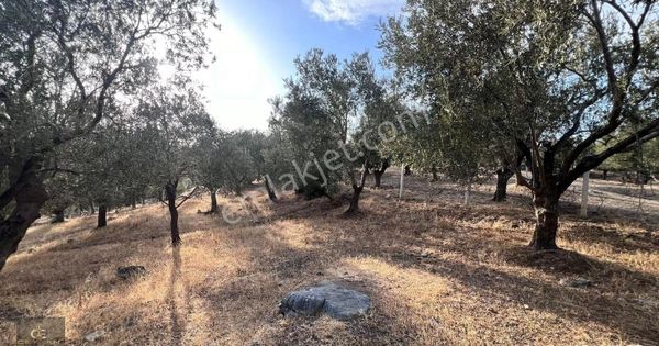 Tek Yetkili! Derelide Yağlık Zeytinlik