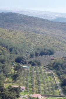 Kuşadası Merkeze Yakın Satılık Çiftlik