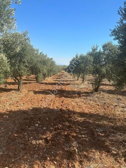 Manisa Saruhanlı Sarıçam Mah. 5.027 M² Satılık Zeytinlik