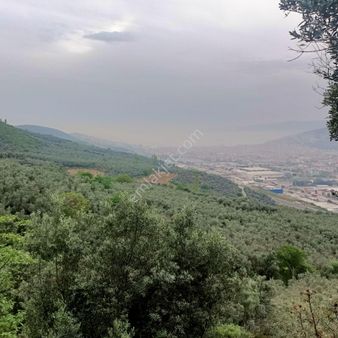 Gemlik Umurbey De 1389m2 Közfez Manzaralı Zeytinlik