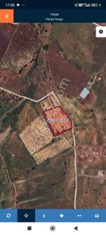 Yenıbağarası Çelebi Çiftliğinde Satılık Zeytinli Tarla