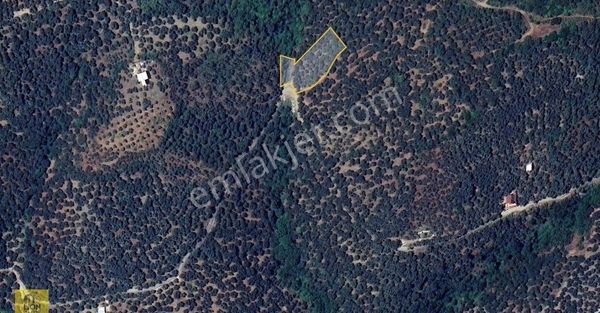 🟡⚫bandırma Edincik'te Yola Cephe 1.976 M² Satılık Zeytinlik⚫🟡