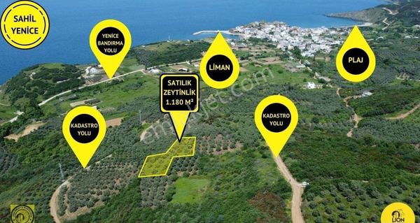 🟡⚫bandırma Yenice'de Zeytinlik Nitelikli 1.180 M² Satılık Arazi⚫🟡