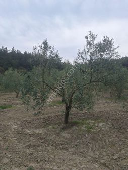 Hacı Musa Gözlet Arasında Satılık Zeytinlik
