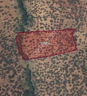 Bayramiç Kutluoba'da Satılık Zeytinlik