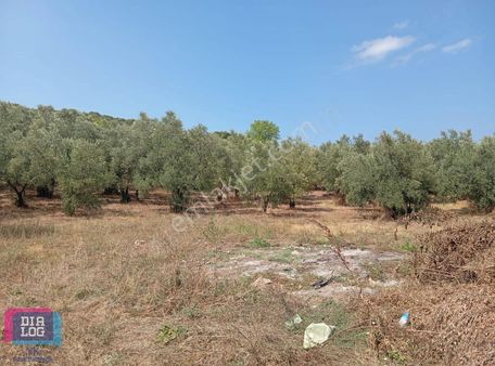 Mudanya Trilye De 5.228 M² Zeytinlik