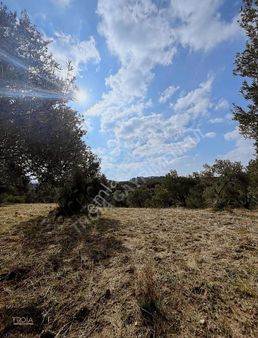 Full Deniz Manzaralı Eşi Benzeri Olmayan Fırsat Zeytinlik