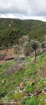 Seferihisar Gölcük Yatırımlık Zeytinlik