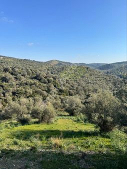 Seferihisar Ulamış Satılık Zeytinlik