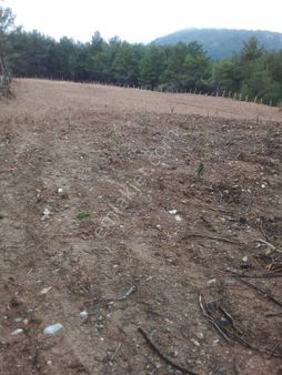 Sancaklıçeşme Başında Satılık Zeytinlik