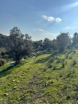 Seferihisar Ulamış Satılık Zeytinlik