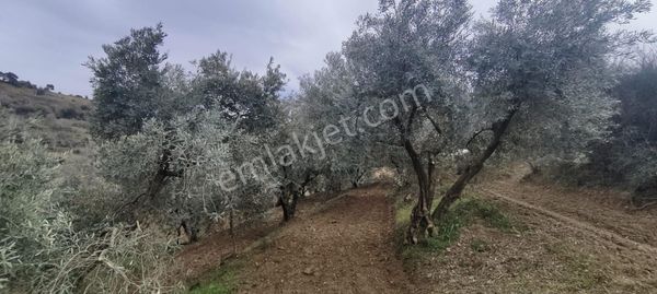 Manisa Salihli Karaağaç Mahallesinde Satılık Zeytin Bahçesi