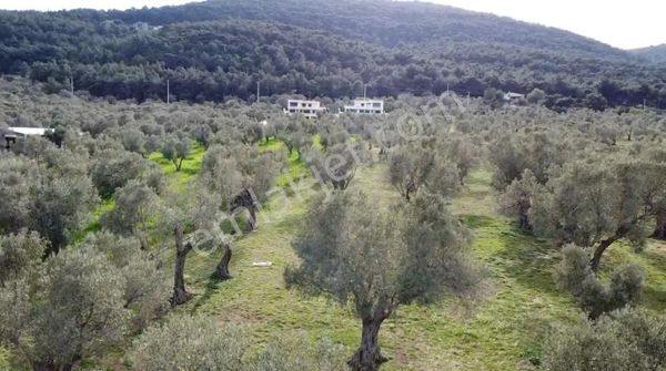 Ad Team'den Güvendik'te Harika Lokasyonda Deniz Manzaralı Tarla