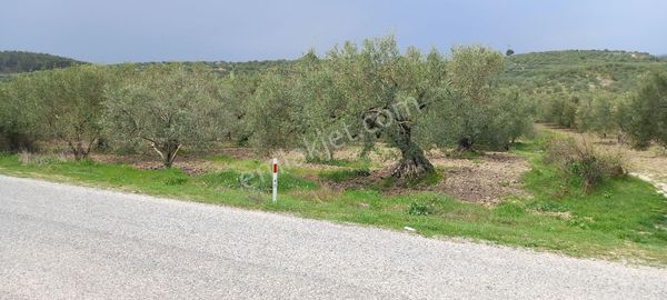 Akhisar Zeytinliova ,da Satılık 6.800 M2 Yola Sıfır Zeytinlik