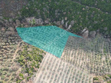 Kumla Konak Emlak;tan Satılık Zeytinlik