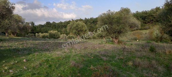 Manisa Sarıalan Da Satılık 15.dönüm Kupon Zeytinlik 3.300.000 Tl