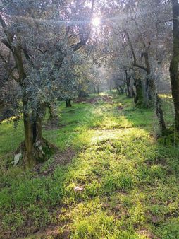 Alpaslan Emlaktan 8793m2 Umurbeyde 400 Zeytin 20 Ceviz