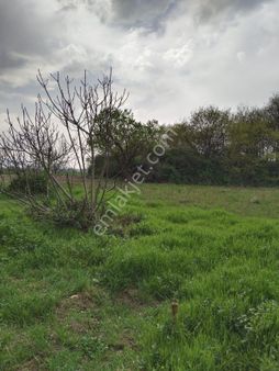 Pınar Emlak'tan Akçalar Çaylar Mevkii Den Satılık Hobi Bahçelik Tarla