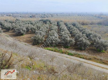 Uzun Emlak'tan Manisa-turgutlu 200 Metre Mesafede Zeytinlik