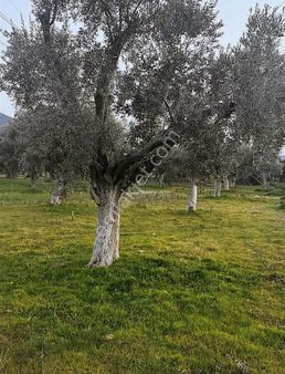 My-gayrimenkul Menteş Mahallesinde Fırsat Zeytinlik