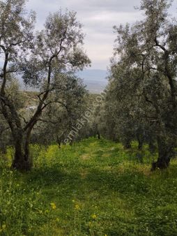 İznik Orhaniye Göl Manzaralı Fırsat Bu Fırsat