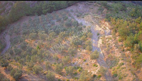 Acarlar Mevkiinde 8.030 M² Müstakil Tapulu Zeytinlik – Yatırımlık & Verimli Arazi!