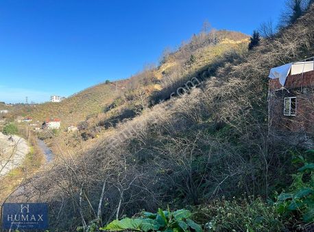 Teyyaredüzüne 2 Km Mesafede 15 Dönüm Müstakil Fındık Bahçesi