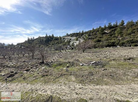 Selendi Yukarıtefen Satılık Meyve Bahçesi Çiflik Yapılabilir