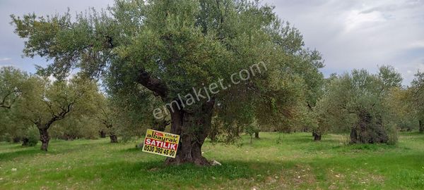 Akhisar Sakarkaya Da Satılık 6.350 M2 Zeytinlik 1.675.000 Tl